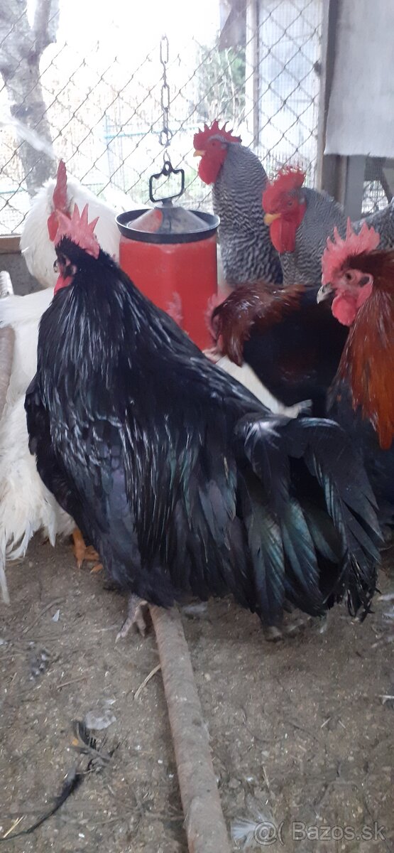 Kohúti-Australorp - 2