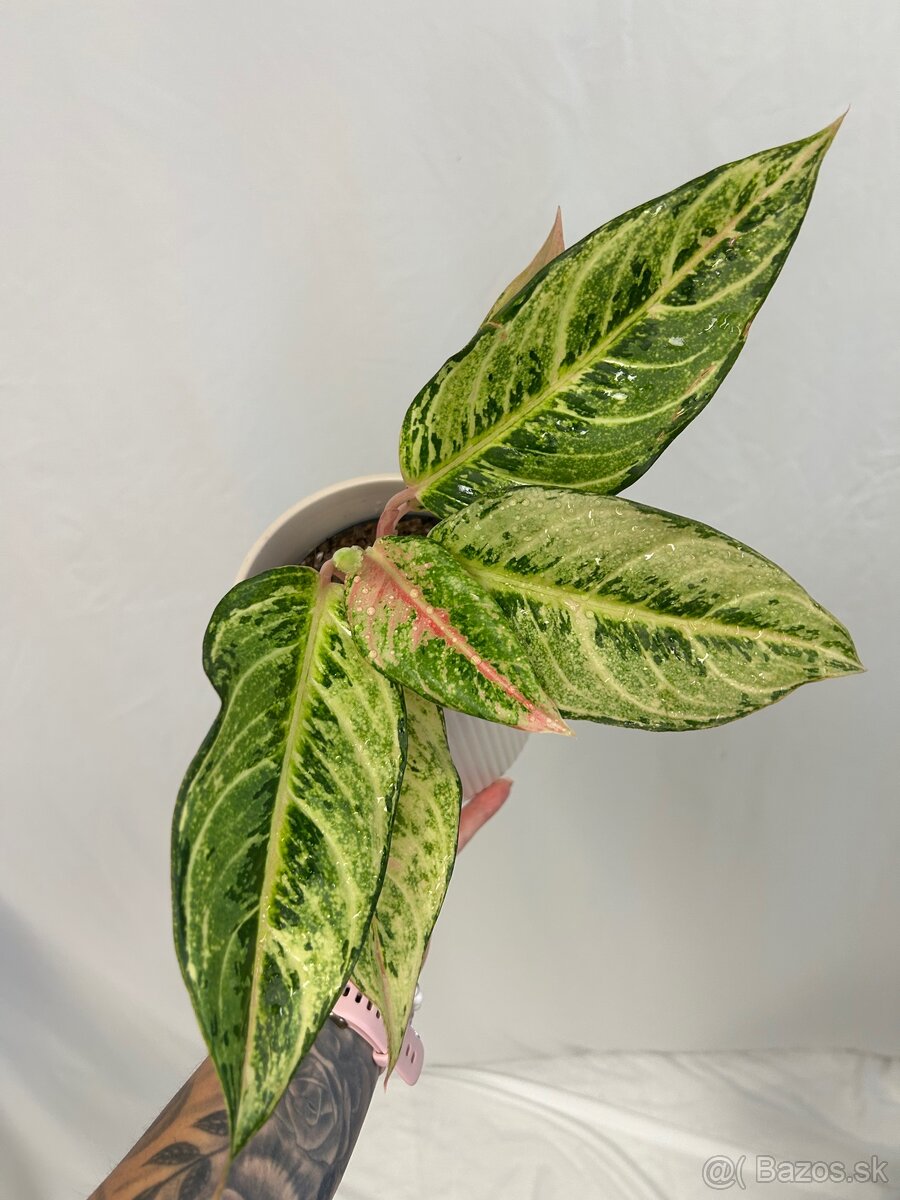 Aglaonema Chartreuse Pretty - 2
