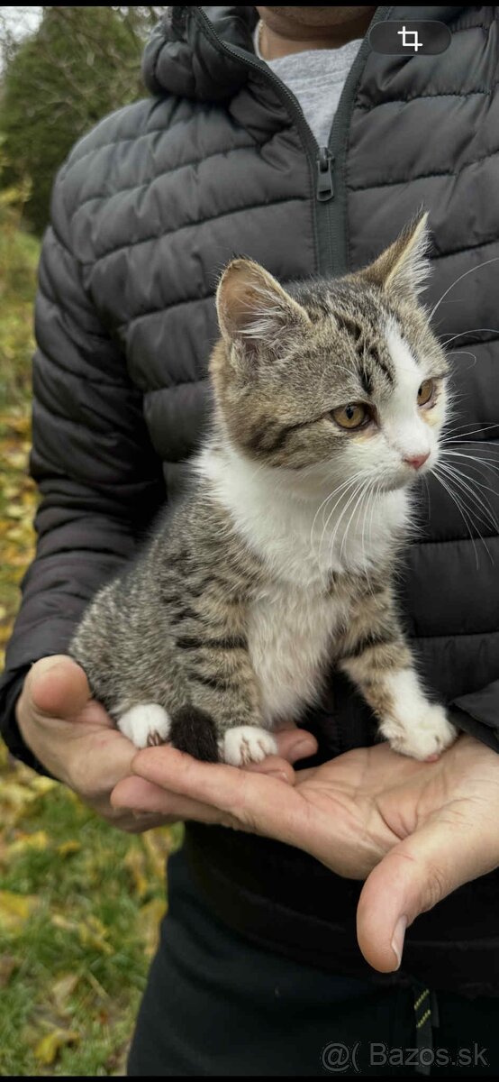 Dvojfarebný kocúrik - 2