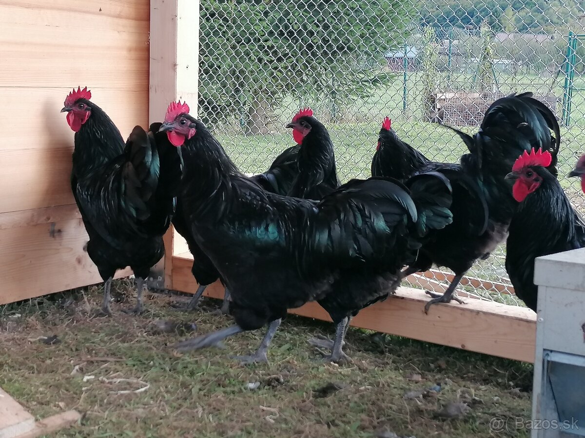 Kohút Australorpka čierna - 2