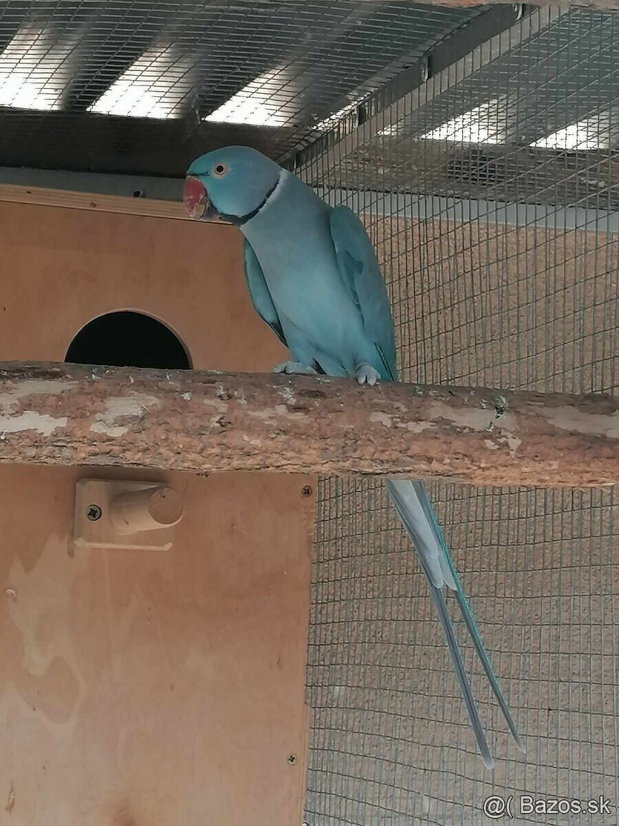 Alexander malý modry Samička s DNA Testom. - 2