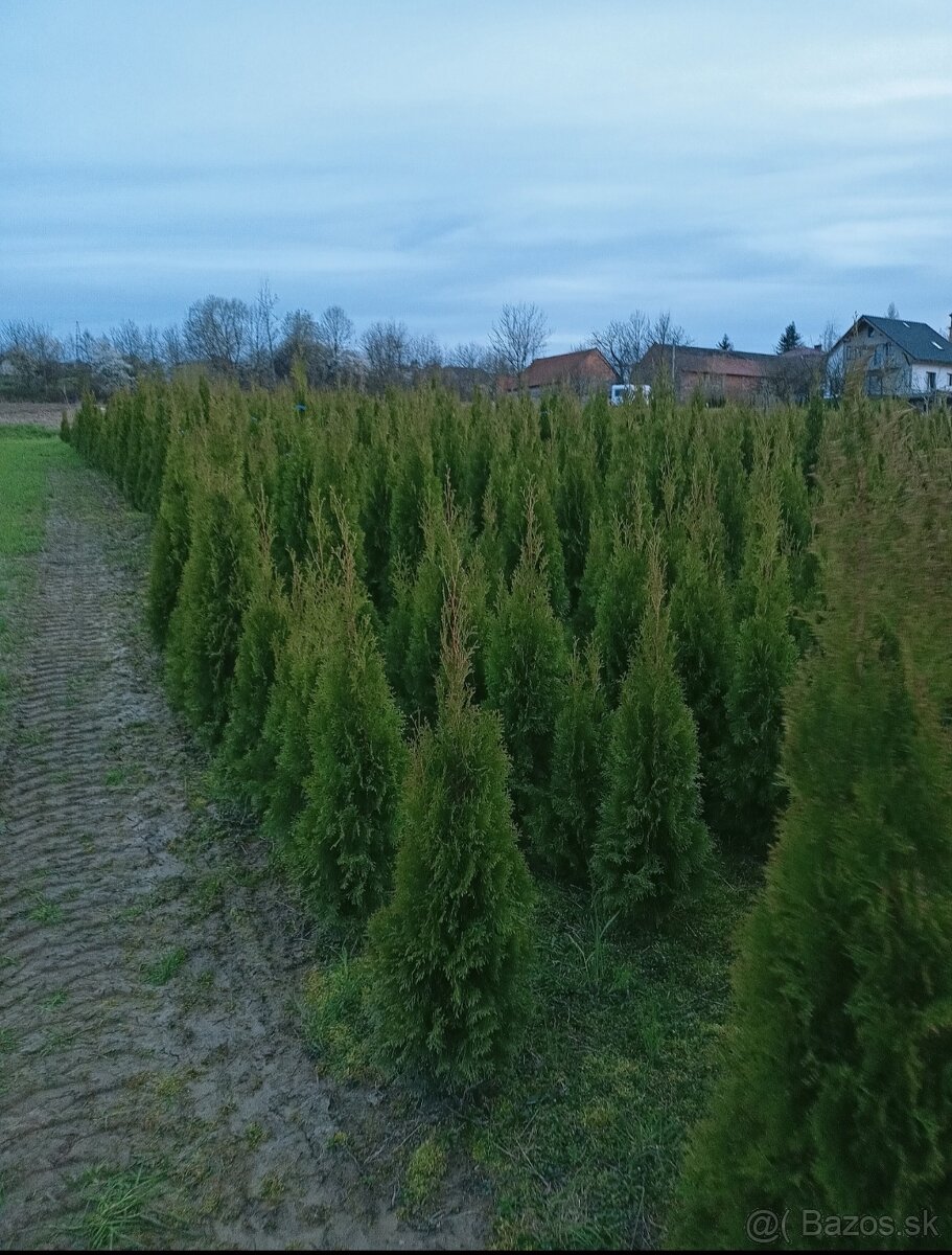 Tuja Smaragd - rôzne veľkosti - 2