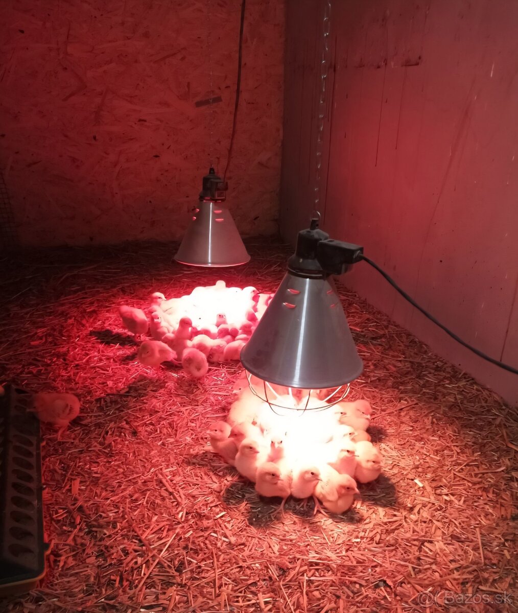 Kuriatká Leghorn - 2