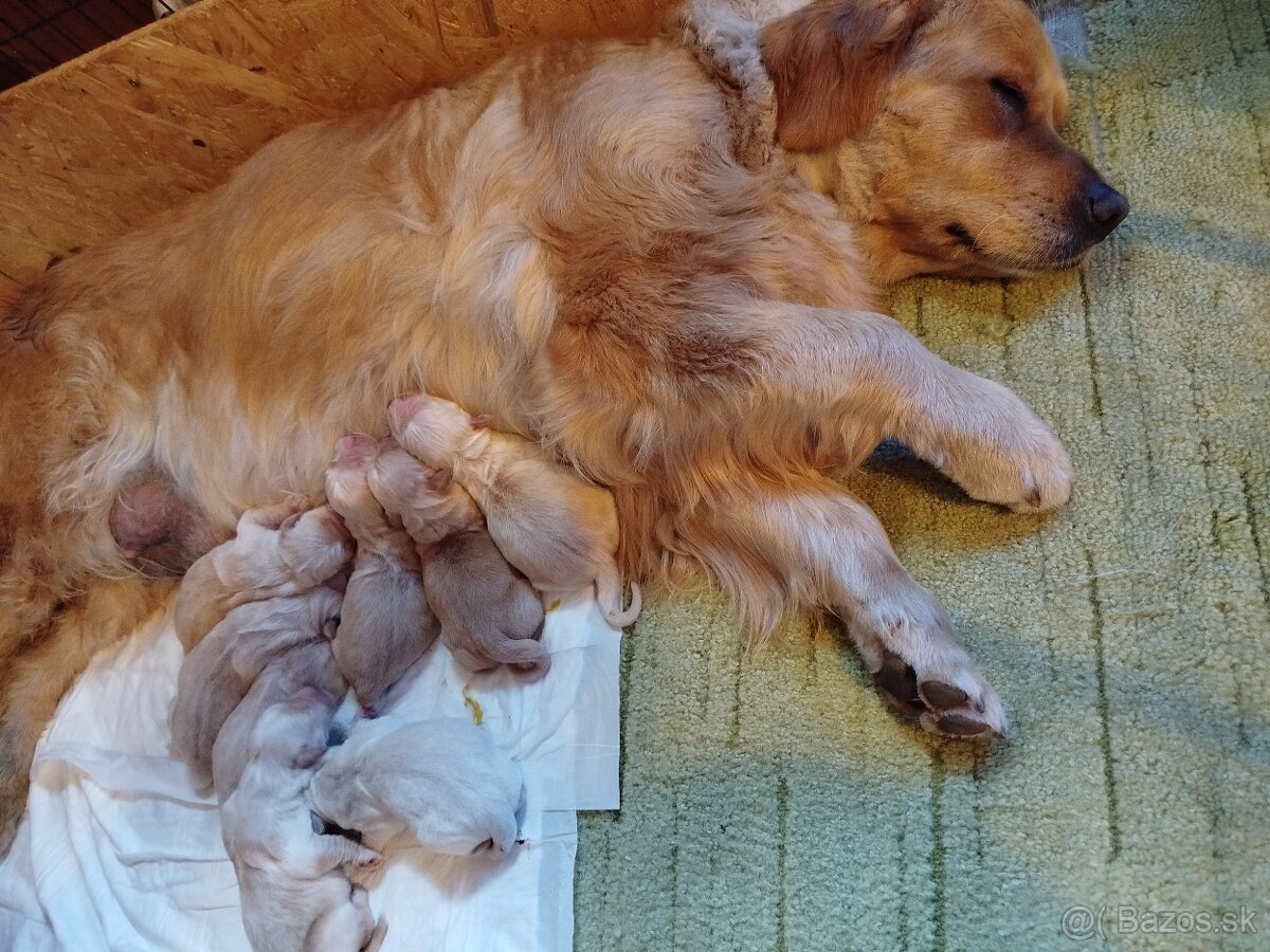 Zlatý Retriever / Golden Retriever s PP - 2
