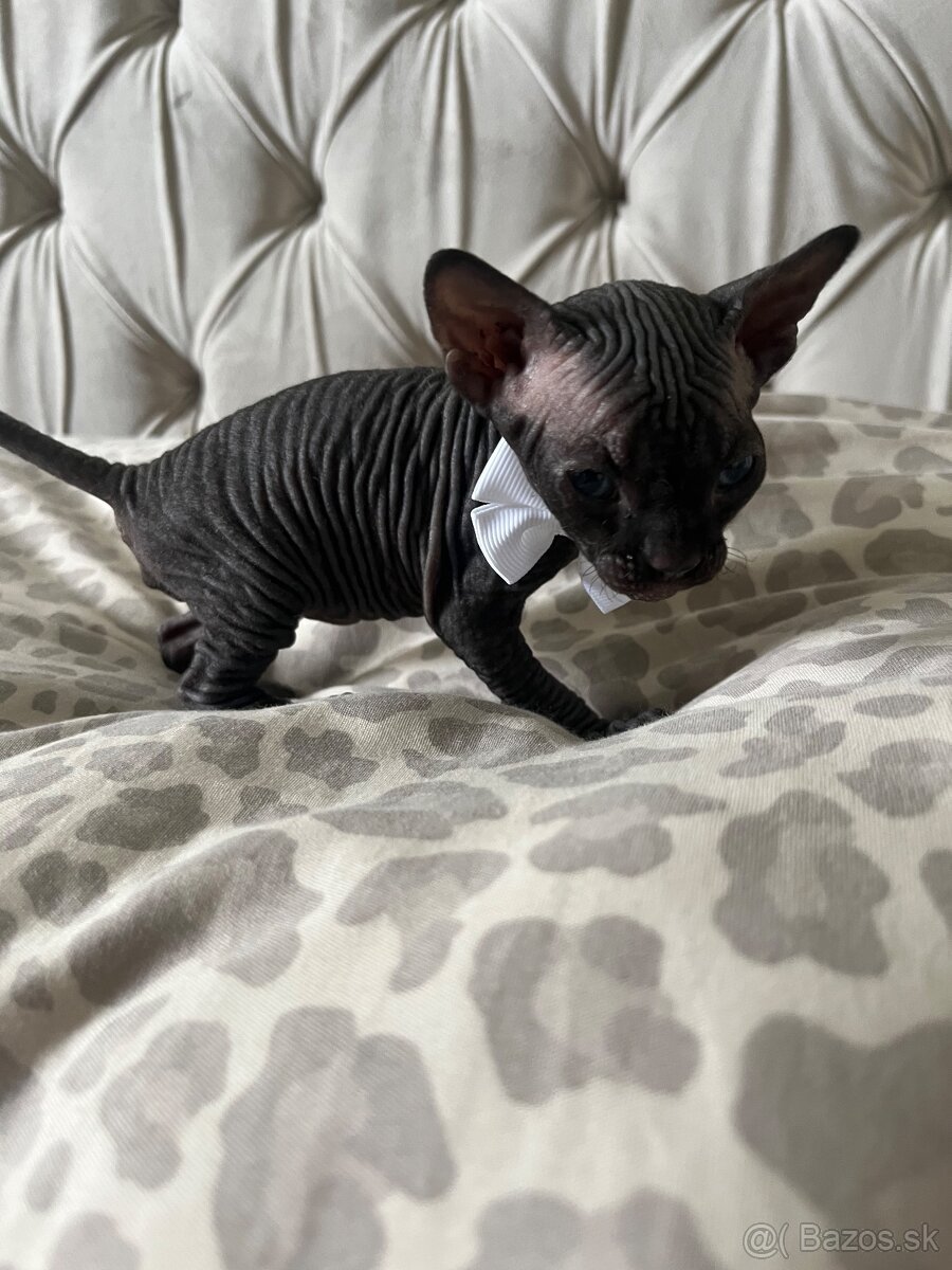 Sphynx - 2