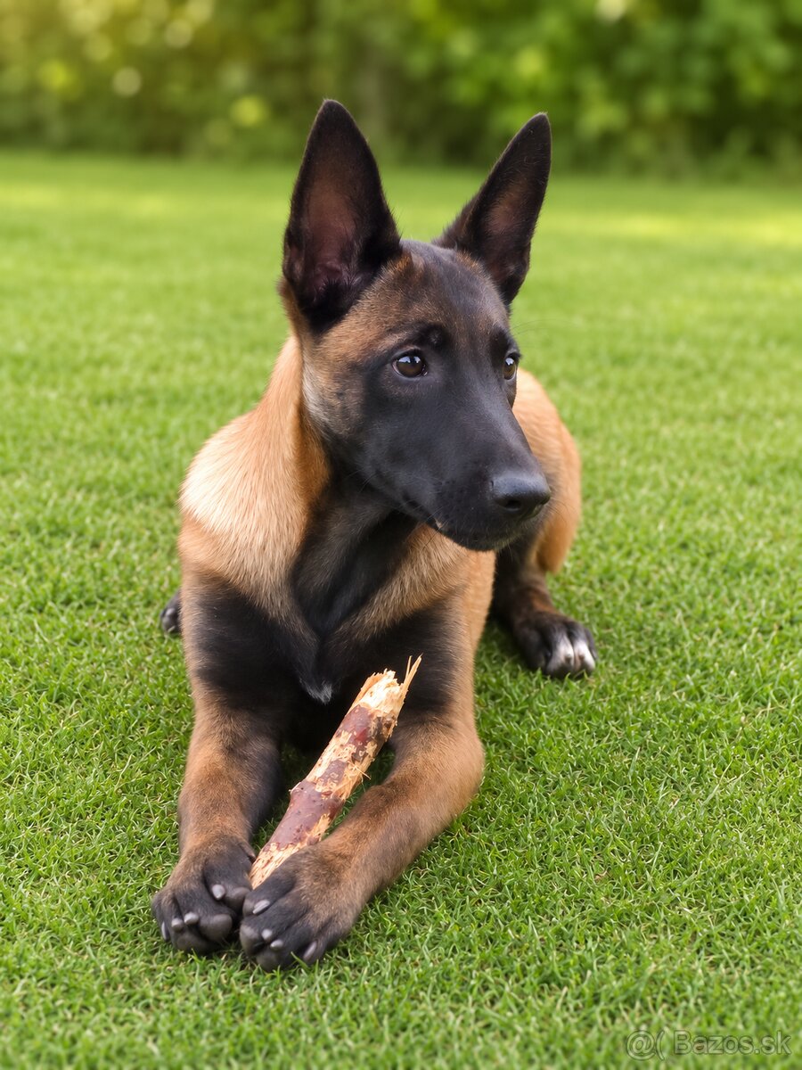 Štěně belgický ovčák malinois s PP - 2