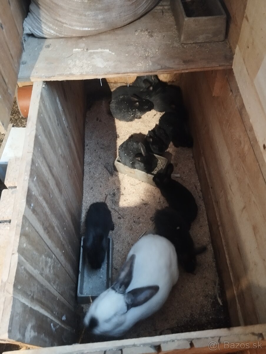 Dvojmesačne mladé zajace - 2