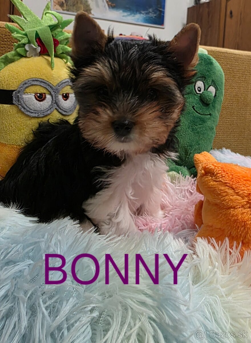 Predám yorkshire teriér biewer - 2