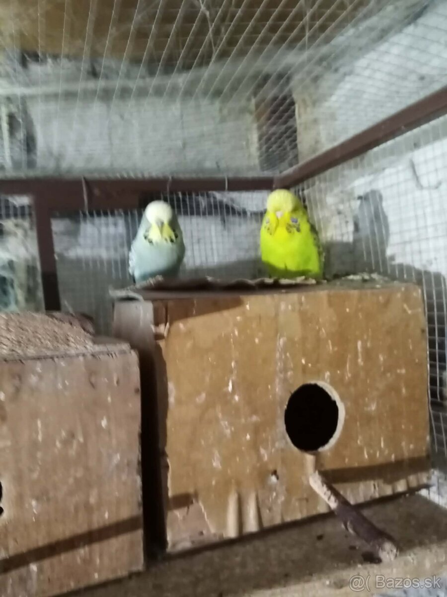 Predám vystavné andulky - 2