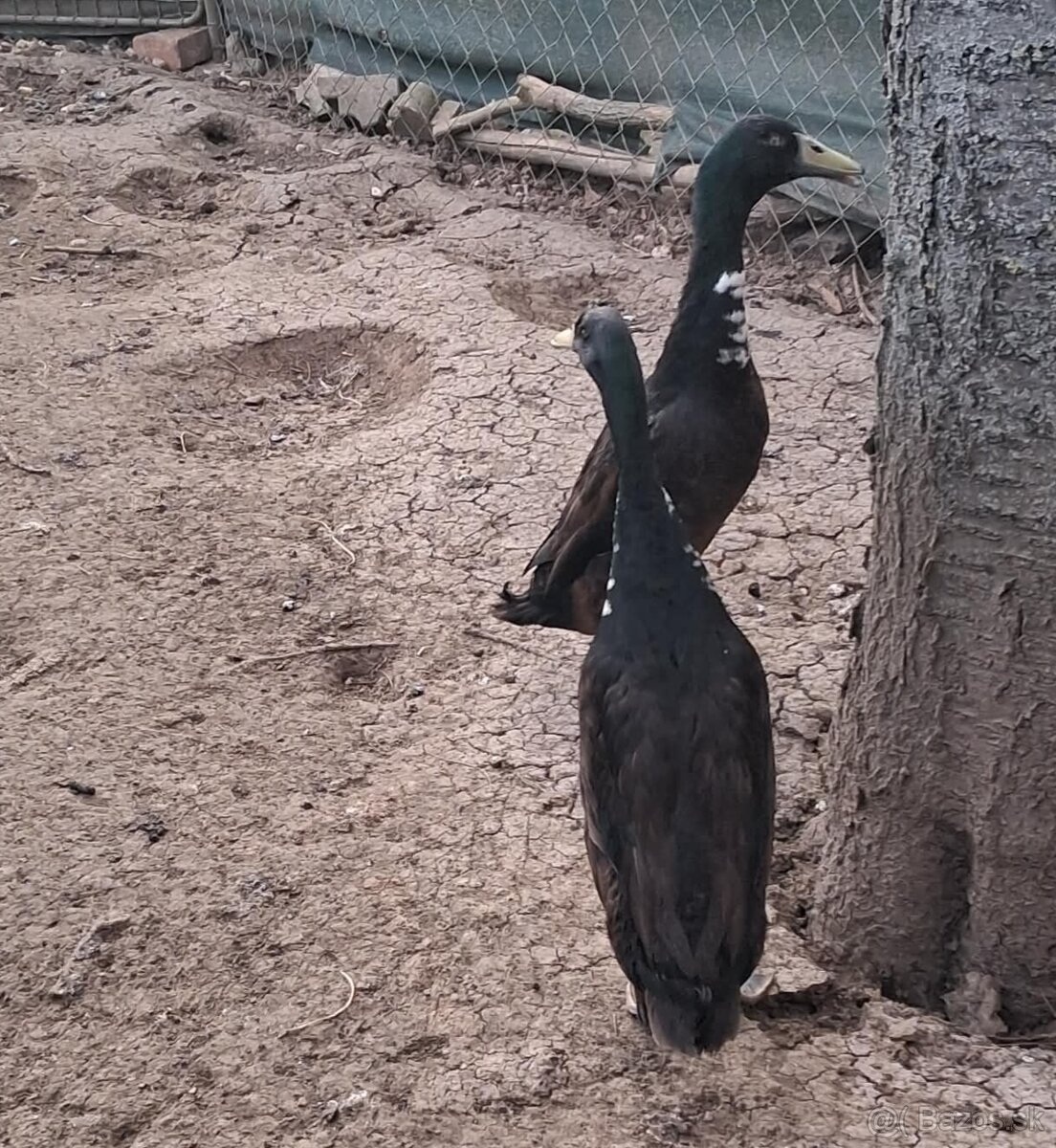 Indický bežec -káčeri - 2