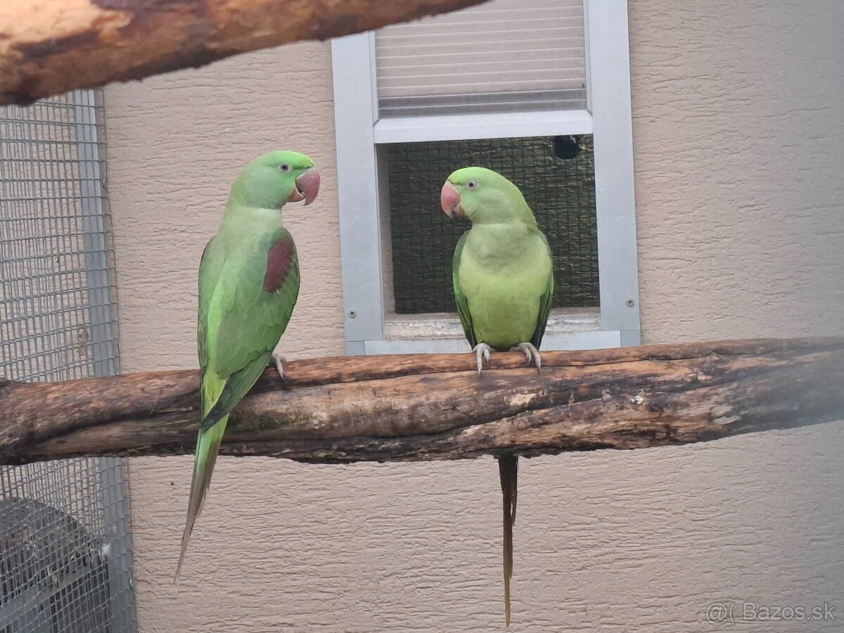 Predaj - výmena - 2