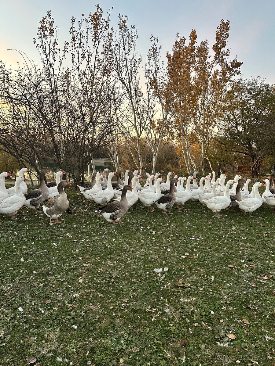 Hus na predaj, živé husi - 2