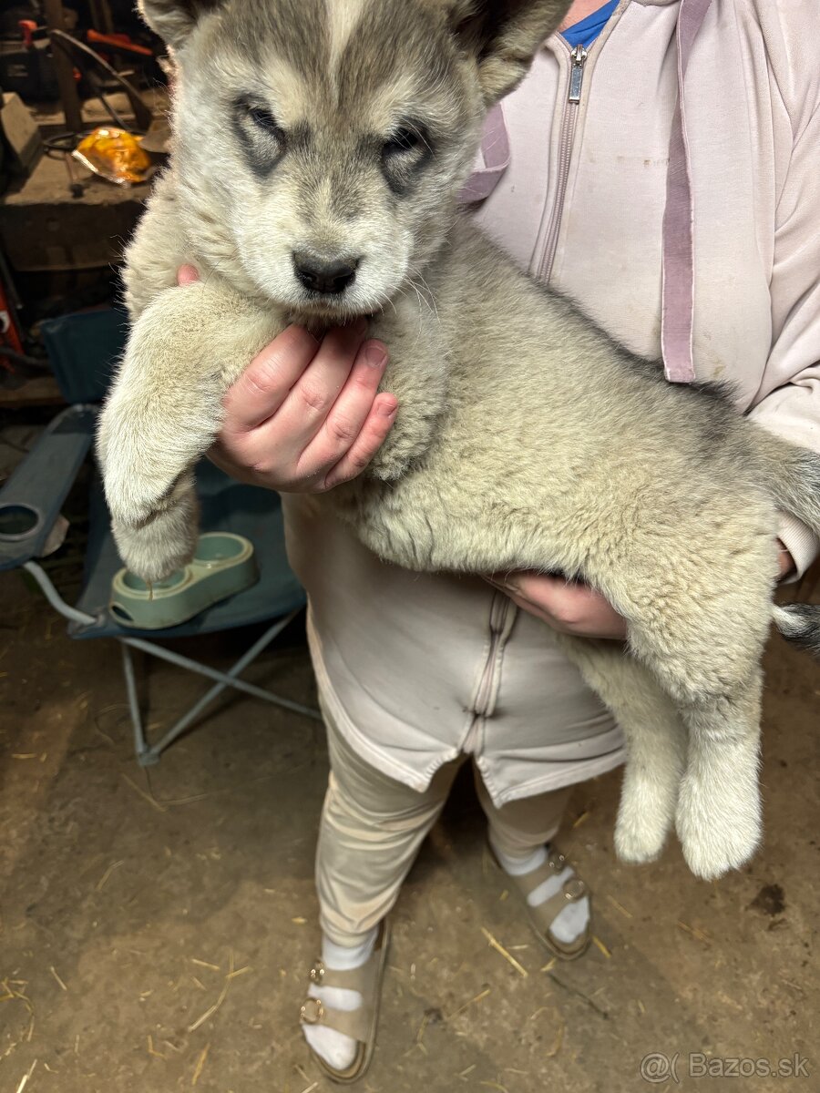 Aljašský malamut - šteniatko - 2