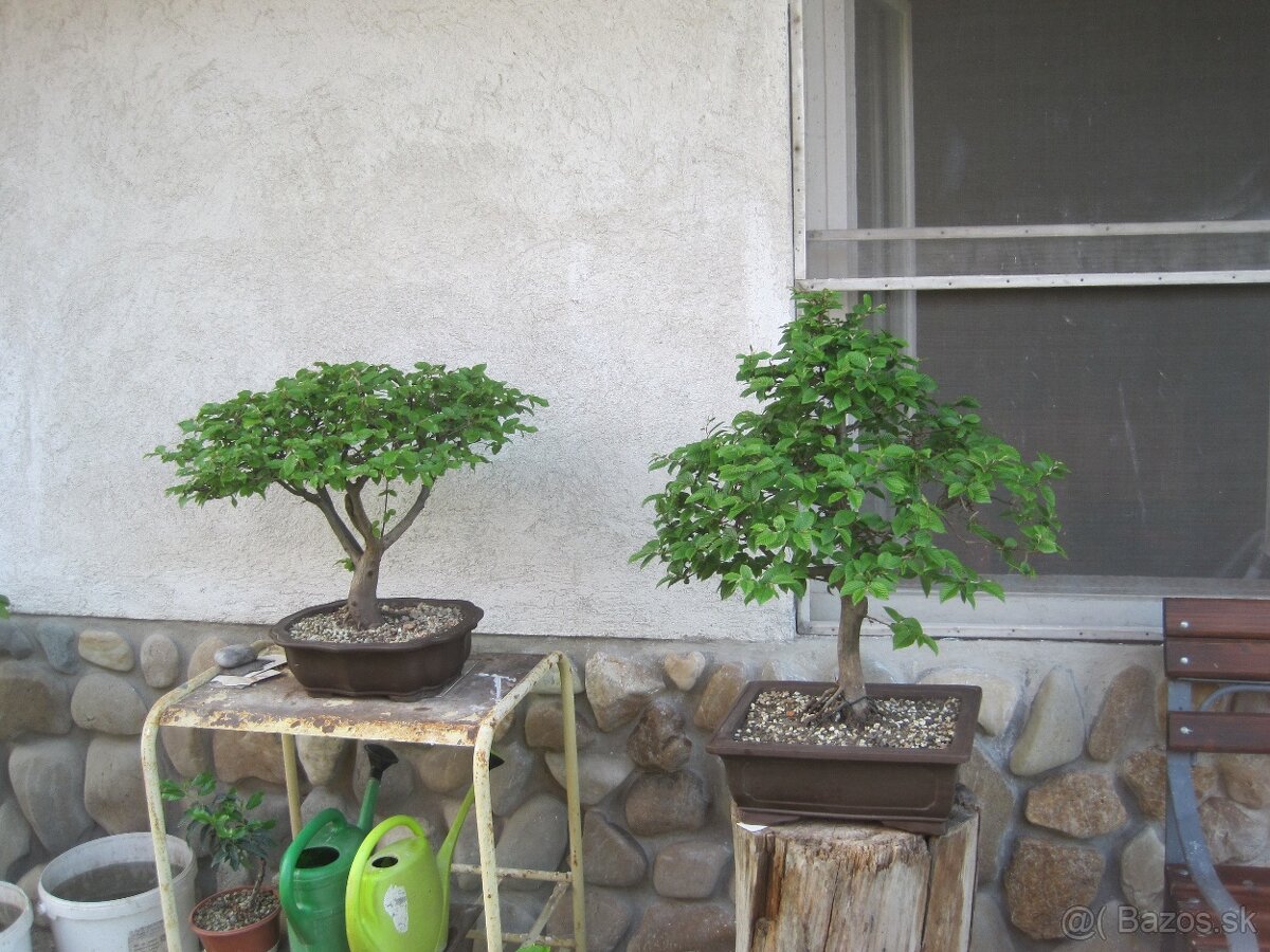 bonsai,bonsaj-hrab 9 - 2