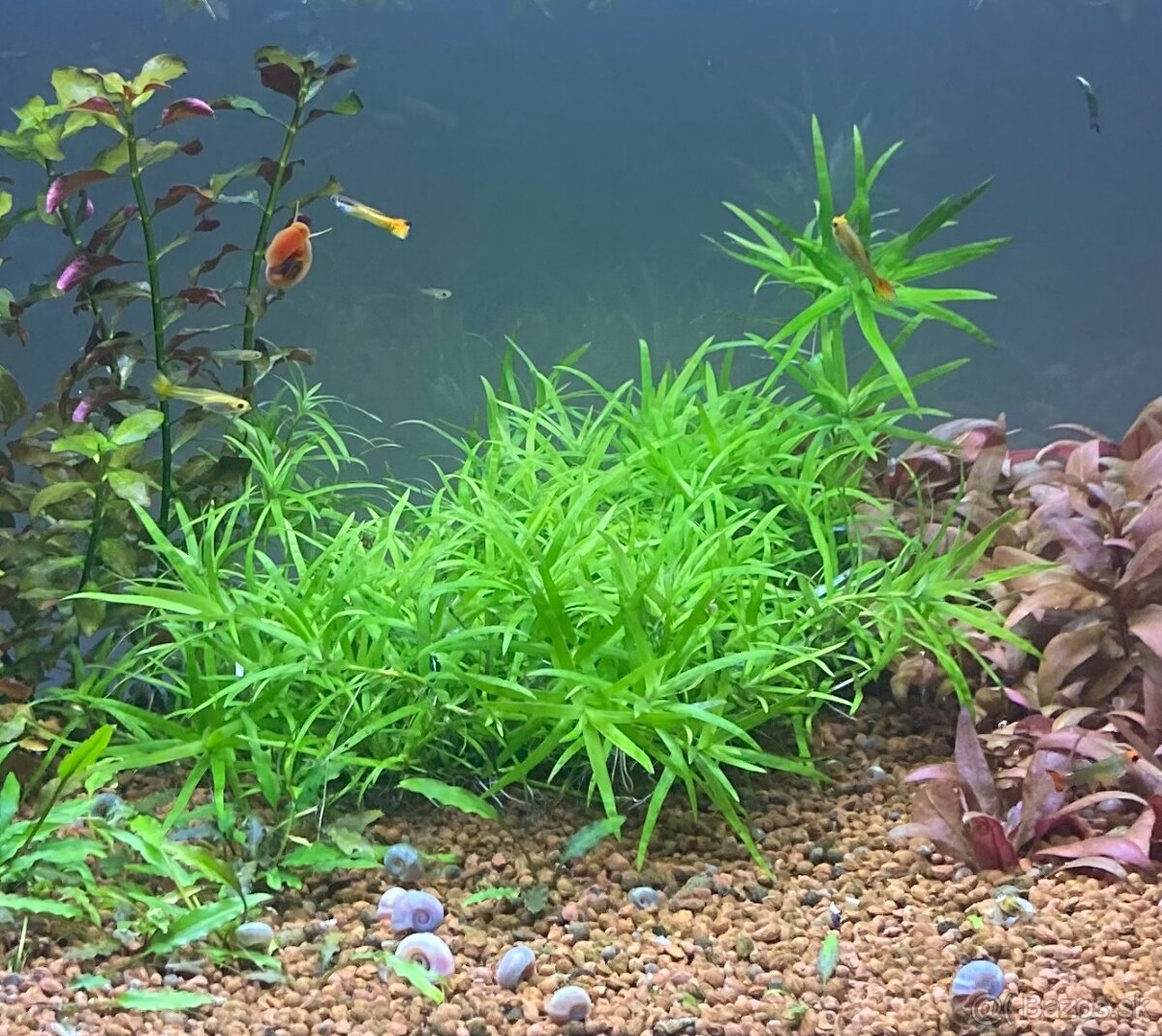 Heteranthera zosterifolia - 2