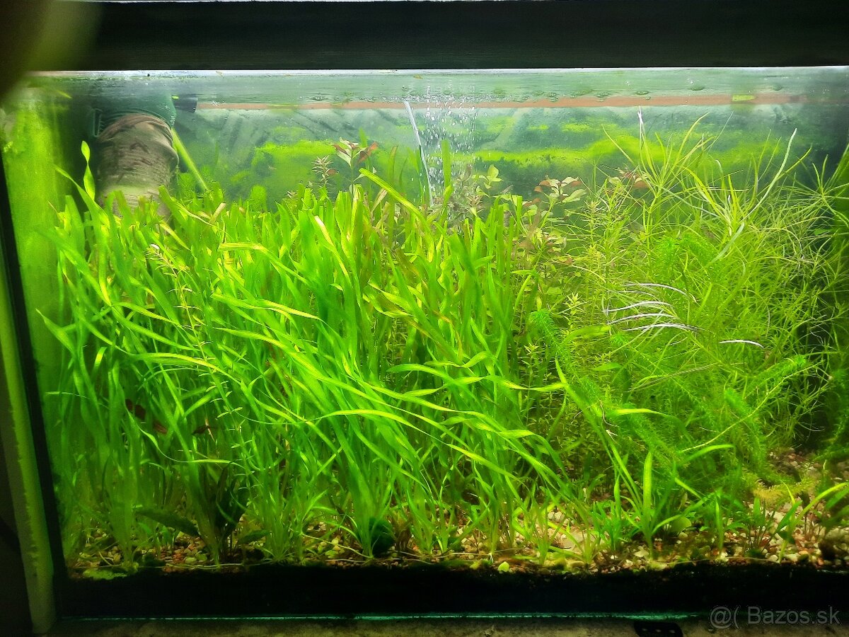 Vallisneria spiralis - 2