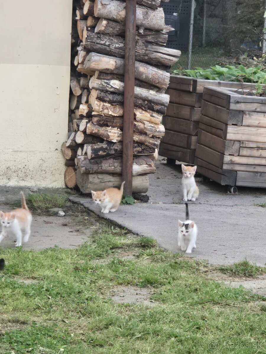 Darujem mačku - 2