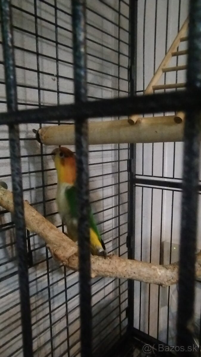 Amazonik bielobruchy - 2