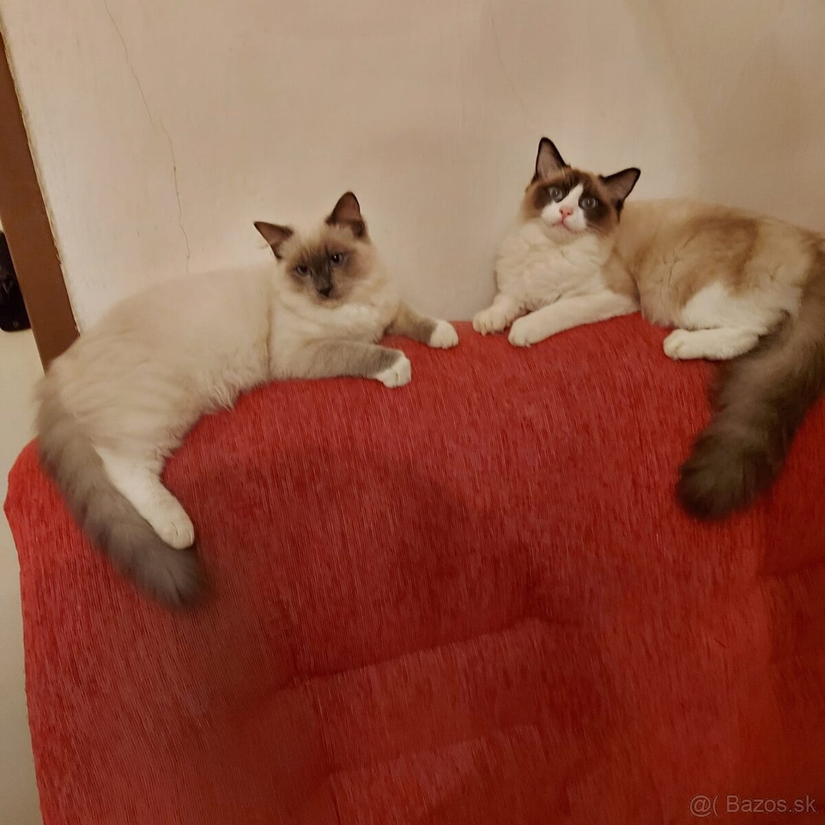 Ponukam ragdoll kocurov na krytie - 2