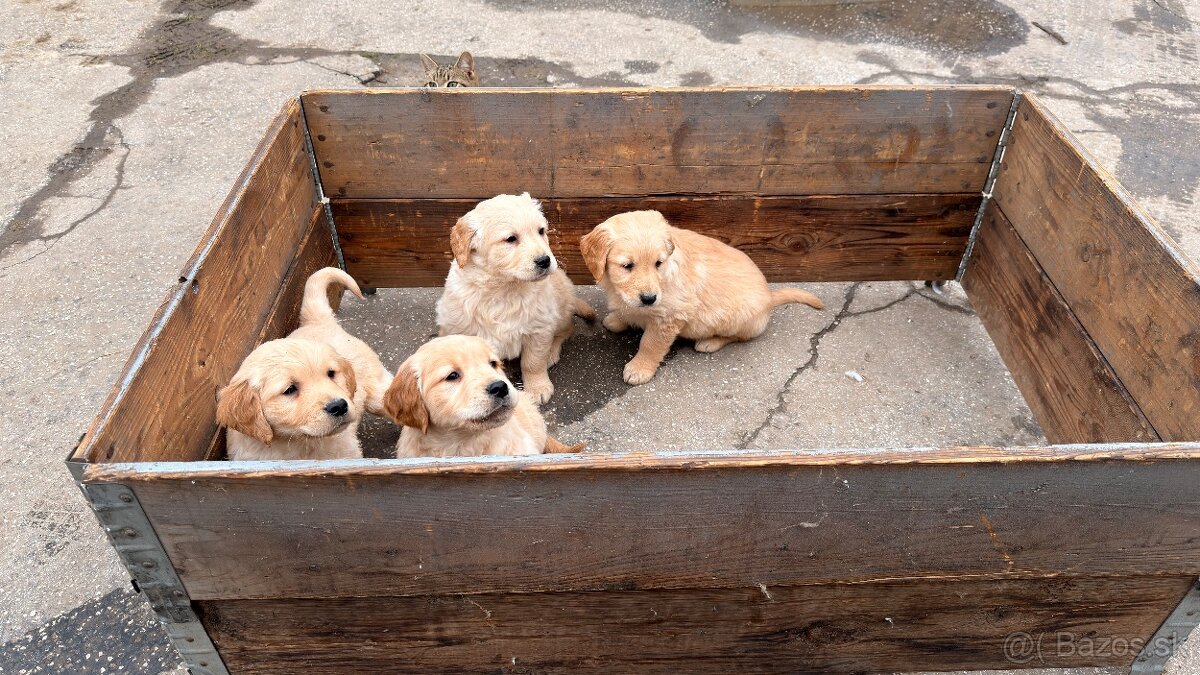 Zlatý retriever - 2