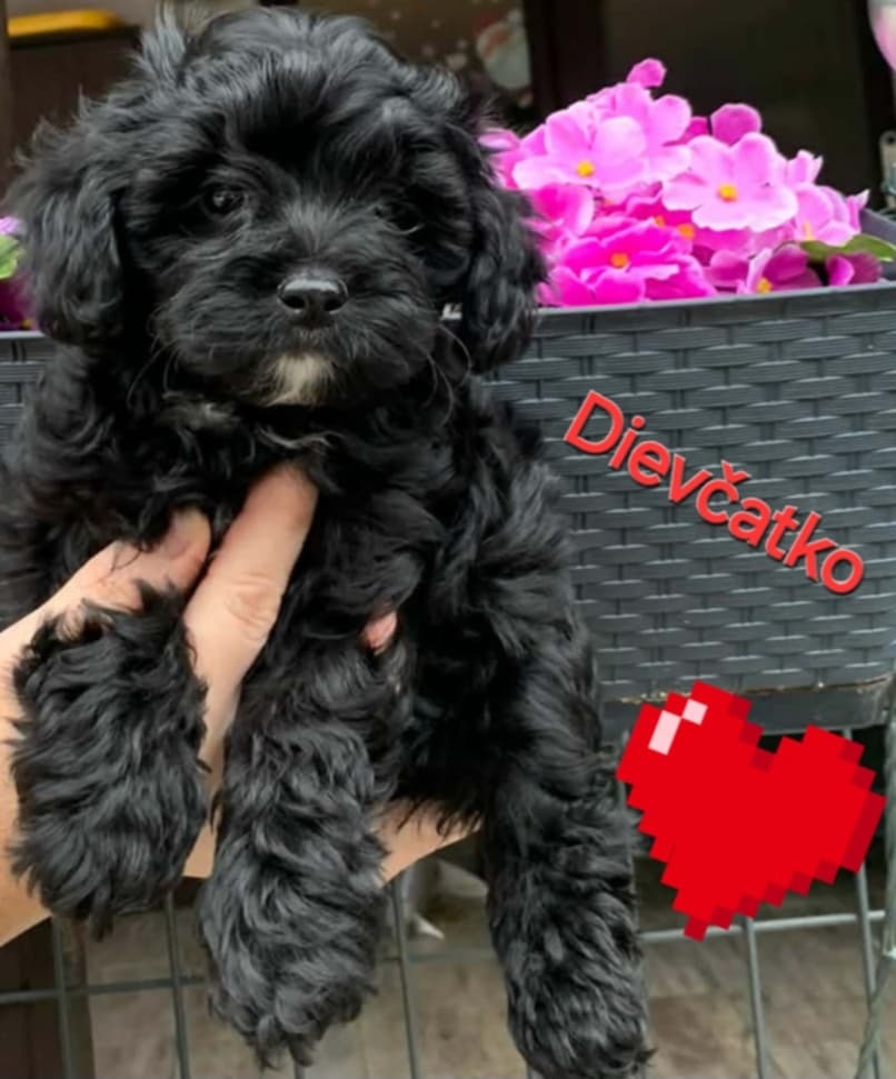 Maltipoo pudel pudlik - 2