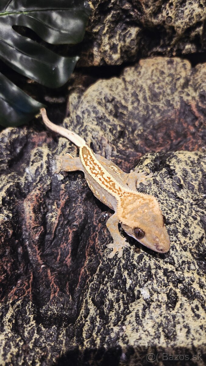 pagekón riasnatý - 2