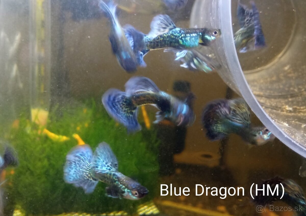 Gupka blue dragon - 2