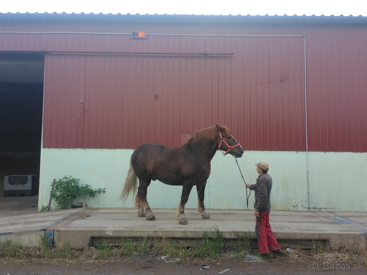 Gaštan - 2