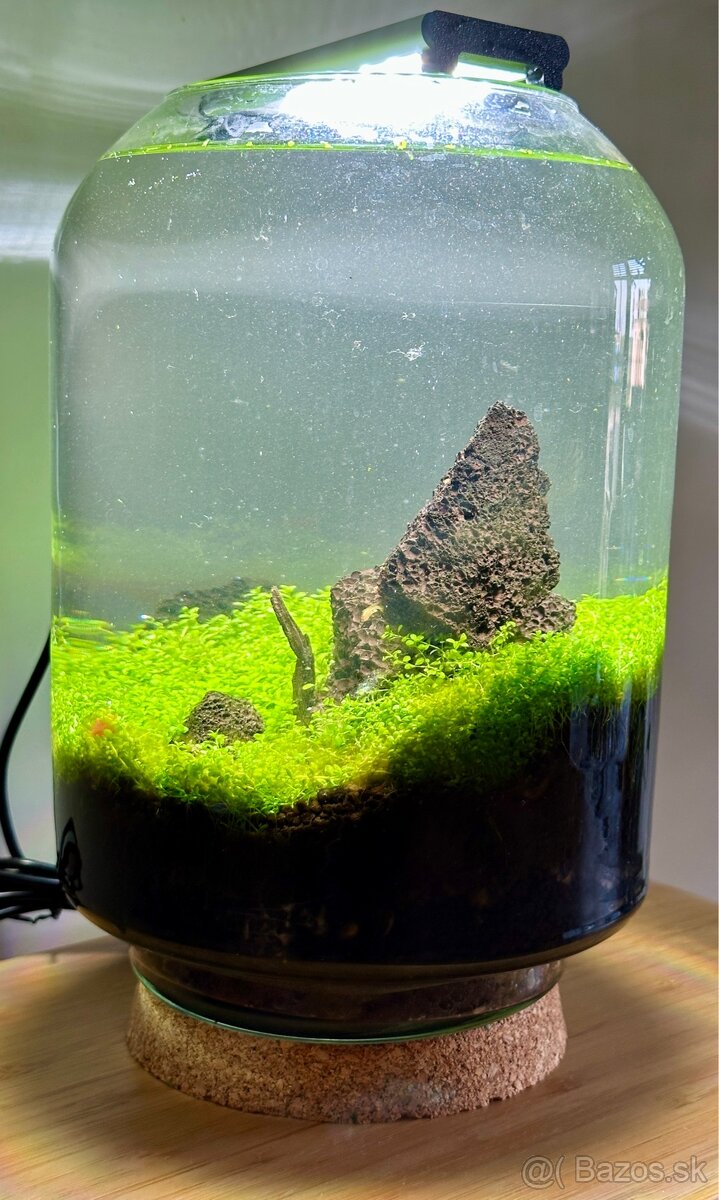 Mini akvarium - 2