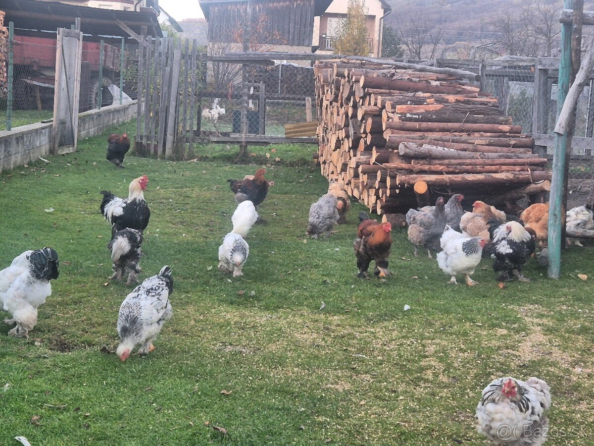 Rušenie chovu brahman - 2