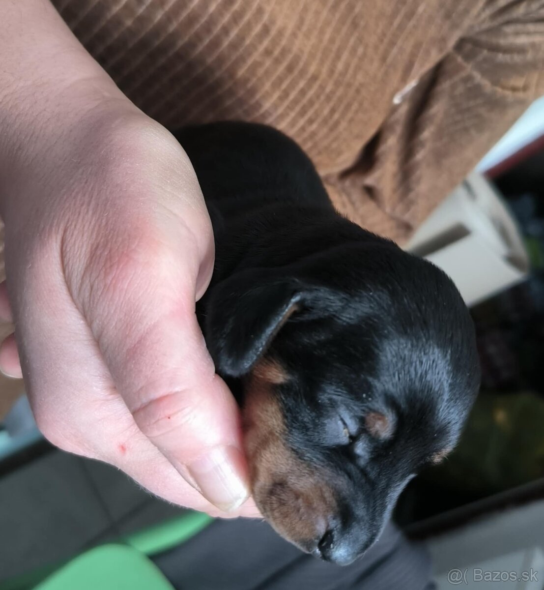 Šteniatka jazvečíka - 2