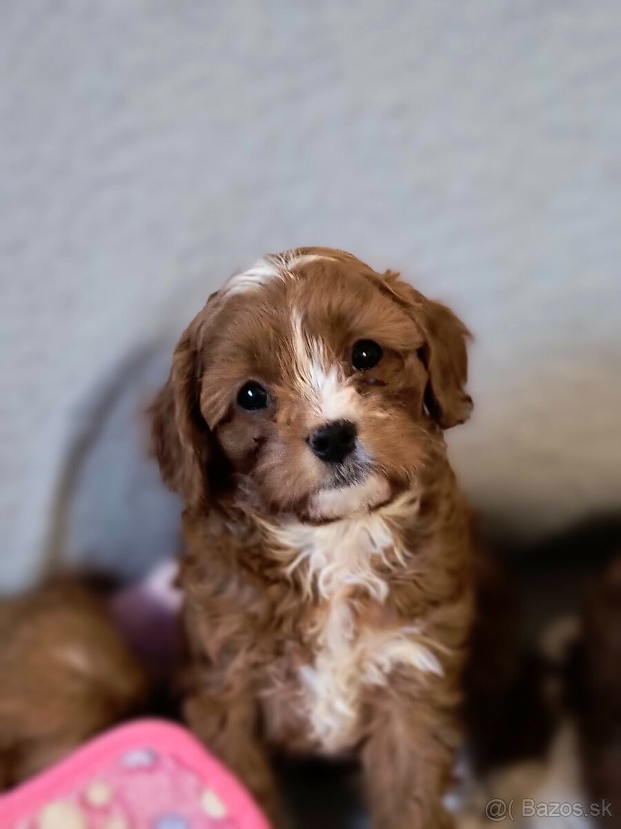 Cavapoo - 2