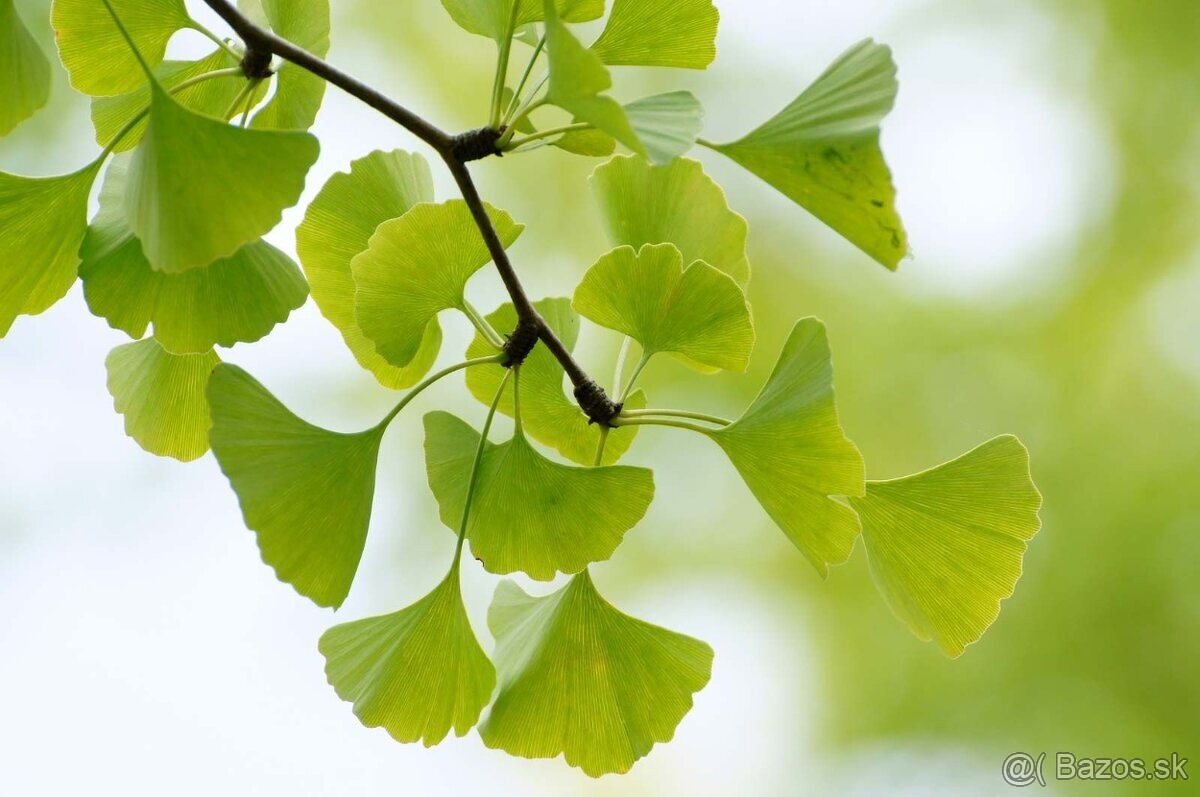 GINGKO BILOBA 5 SEMIEN - ČERSTVÝ ZBER - 2