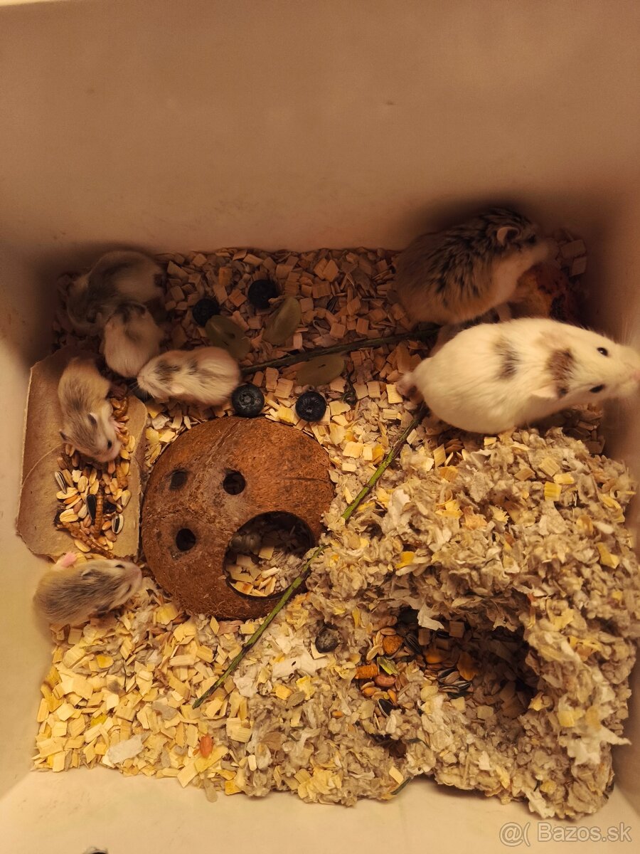 Škrečok Roborovsky - 2