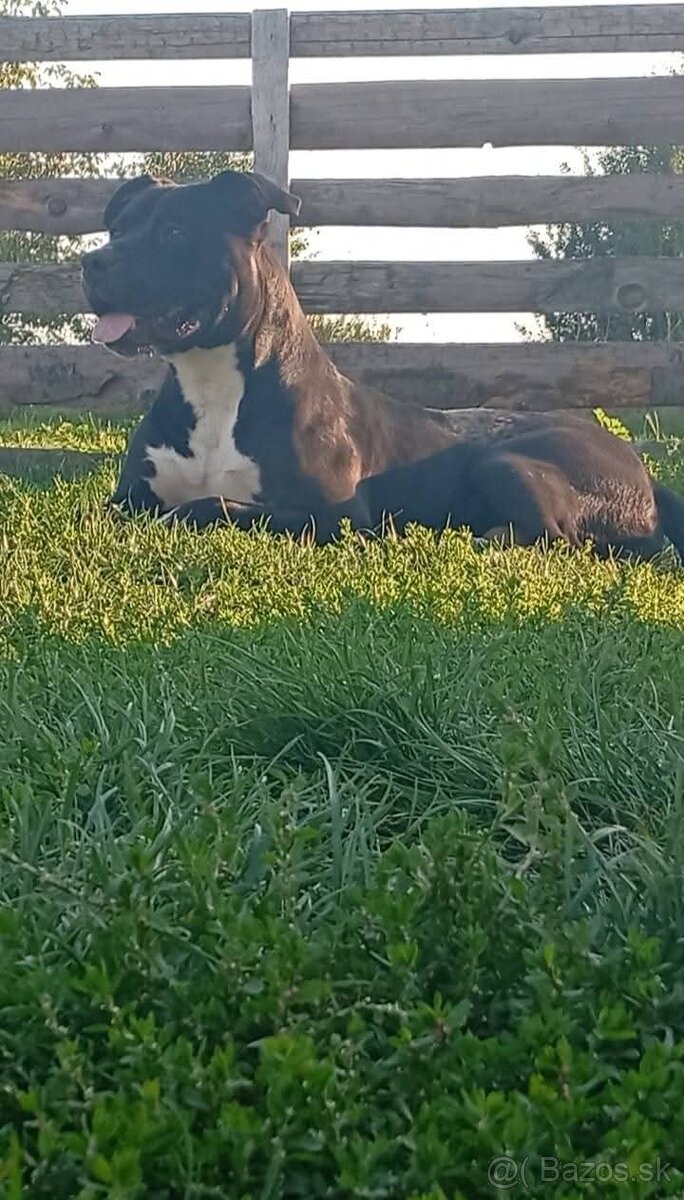 Americký Pitbull Terrier - 2