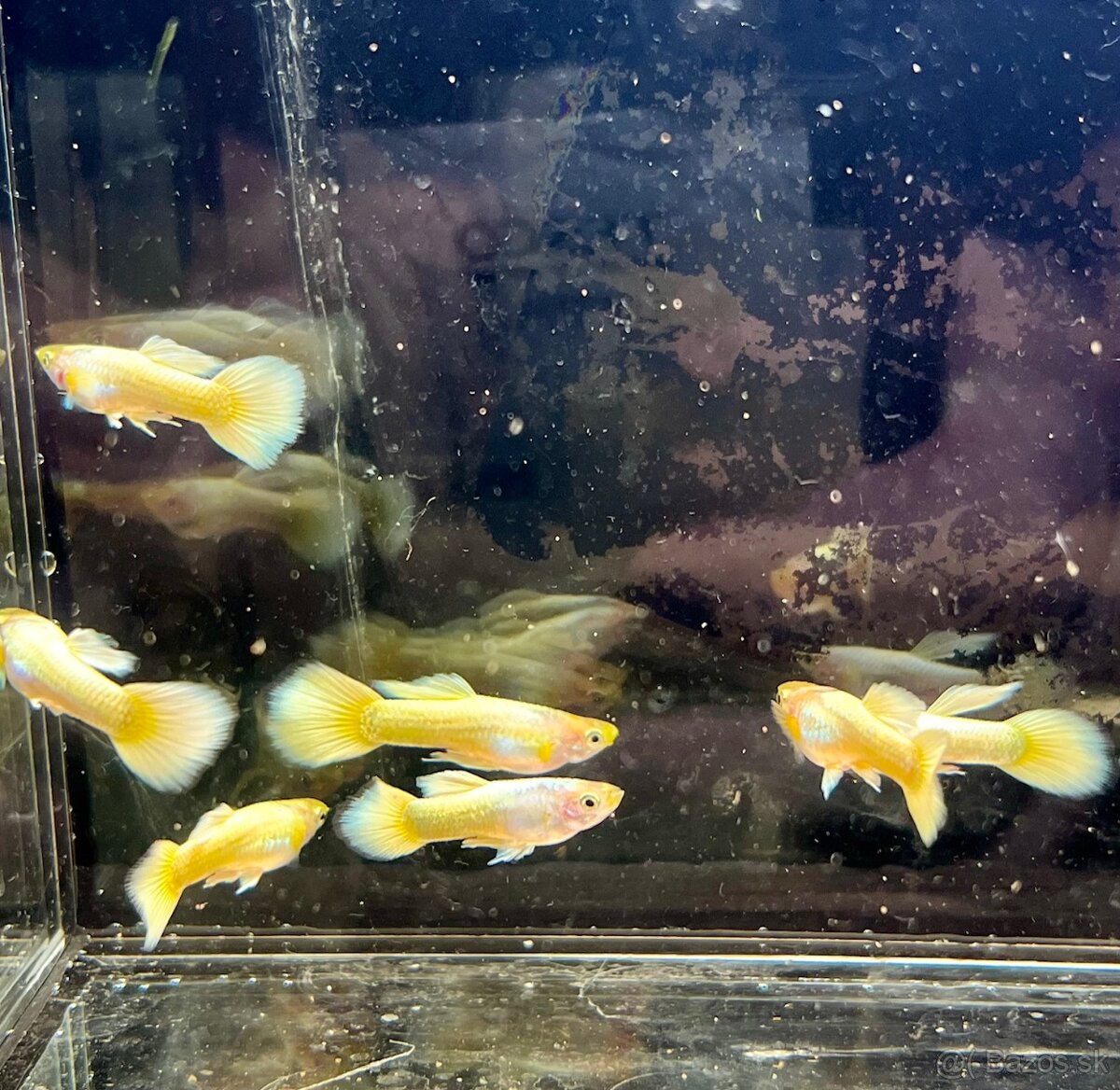 gupky (čisté formy) - 2