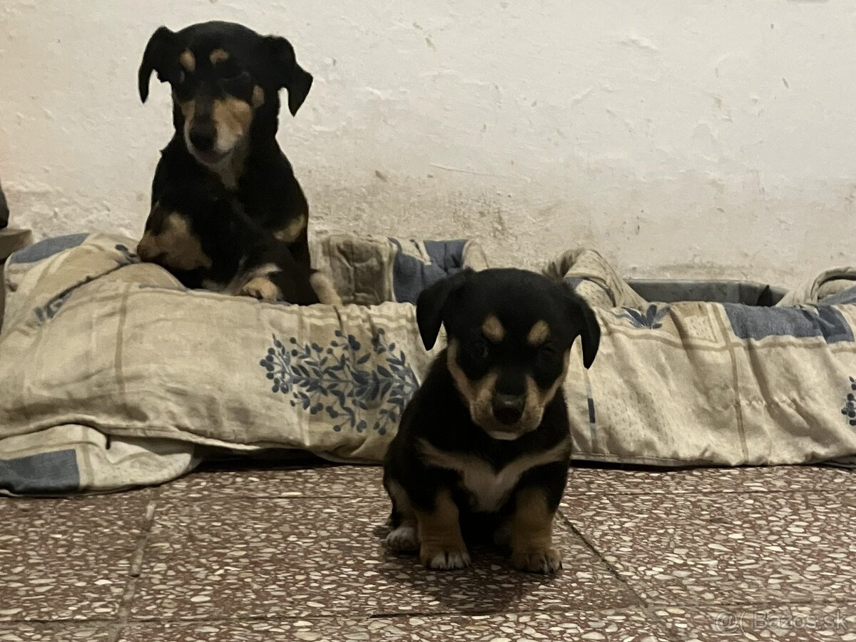 Krížený Juck Russel terier vs Jazvečík - 2