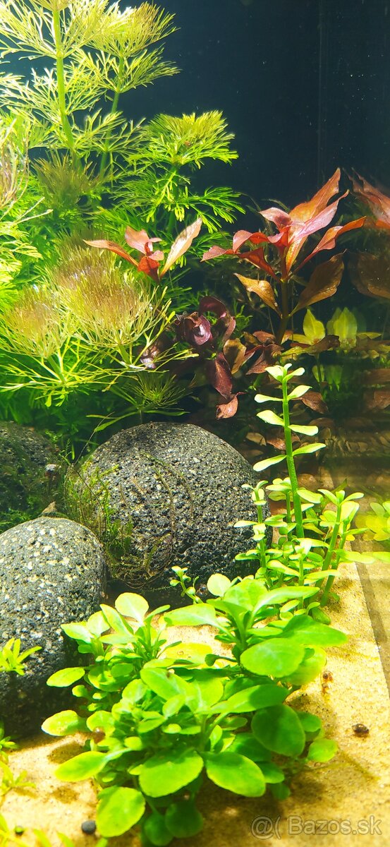 Low Tech akvárium s krevetkami - 2