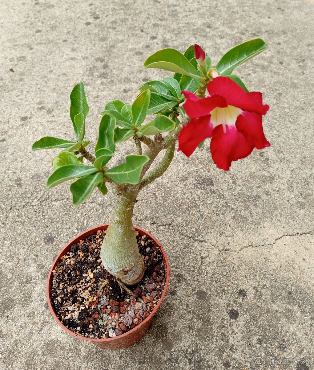Adenium obesum (Púštna ruža) - kvitnúce - 2