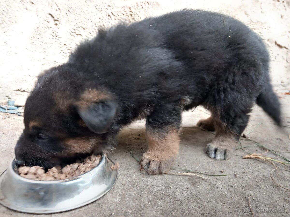 Šteniatko nemeckého ovčiaka - 2