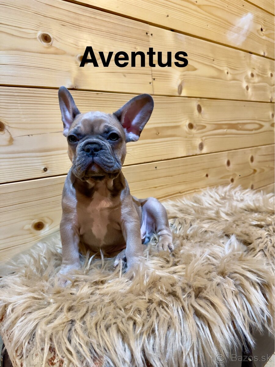 Francúzsky buldoček s PP - 2