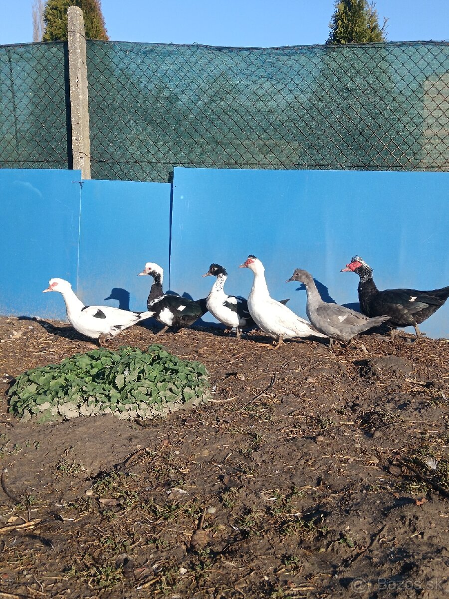 čínske kačice - 2