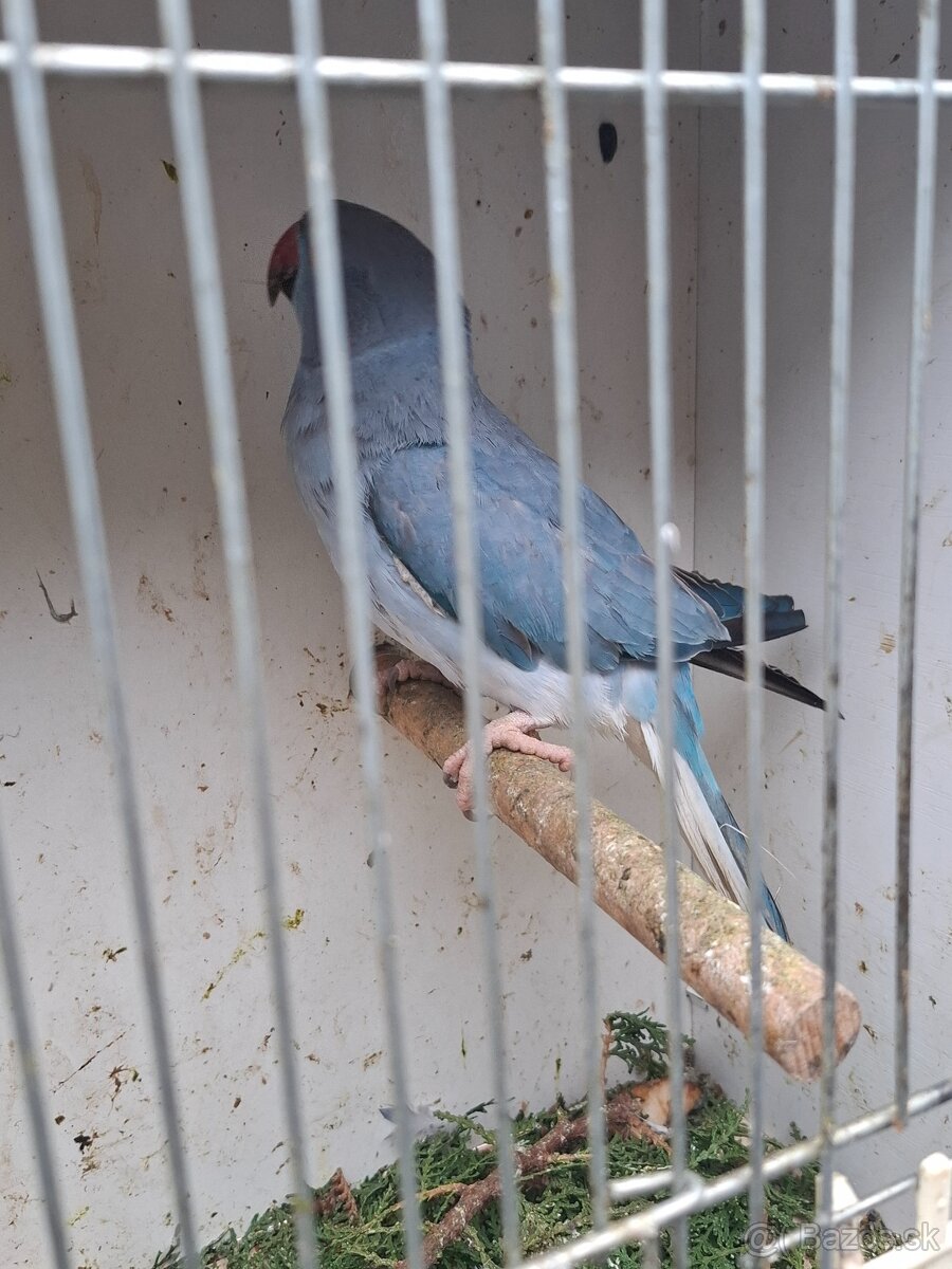 Alexander maly hch - 2