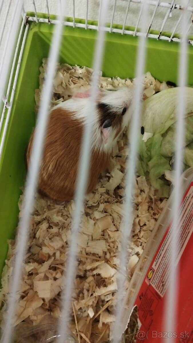 Predám párik morčiatok - 2