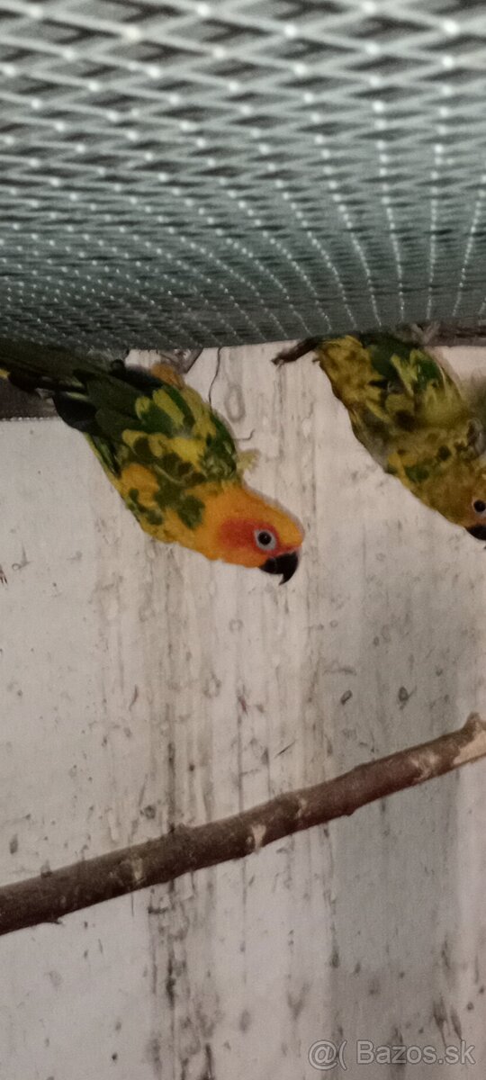 Aratinga slnecna - 2