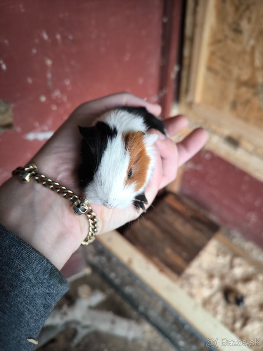 Morské prasiatka - 2