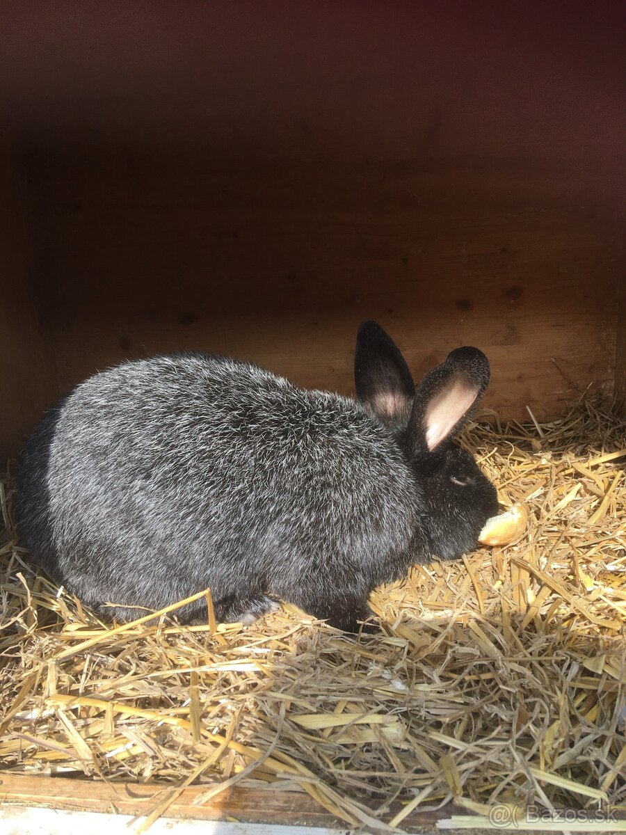 Králiky - 2
