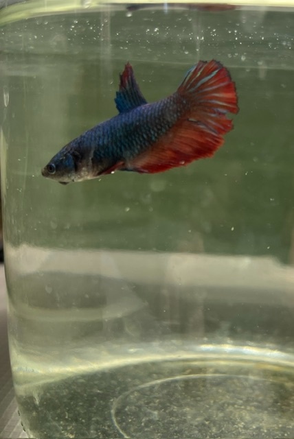 Darujem samičku Betta splendens - 2