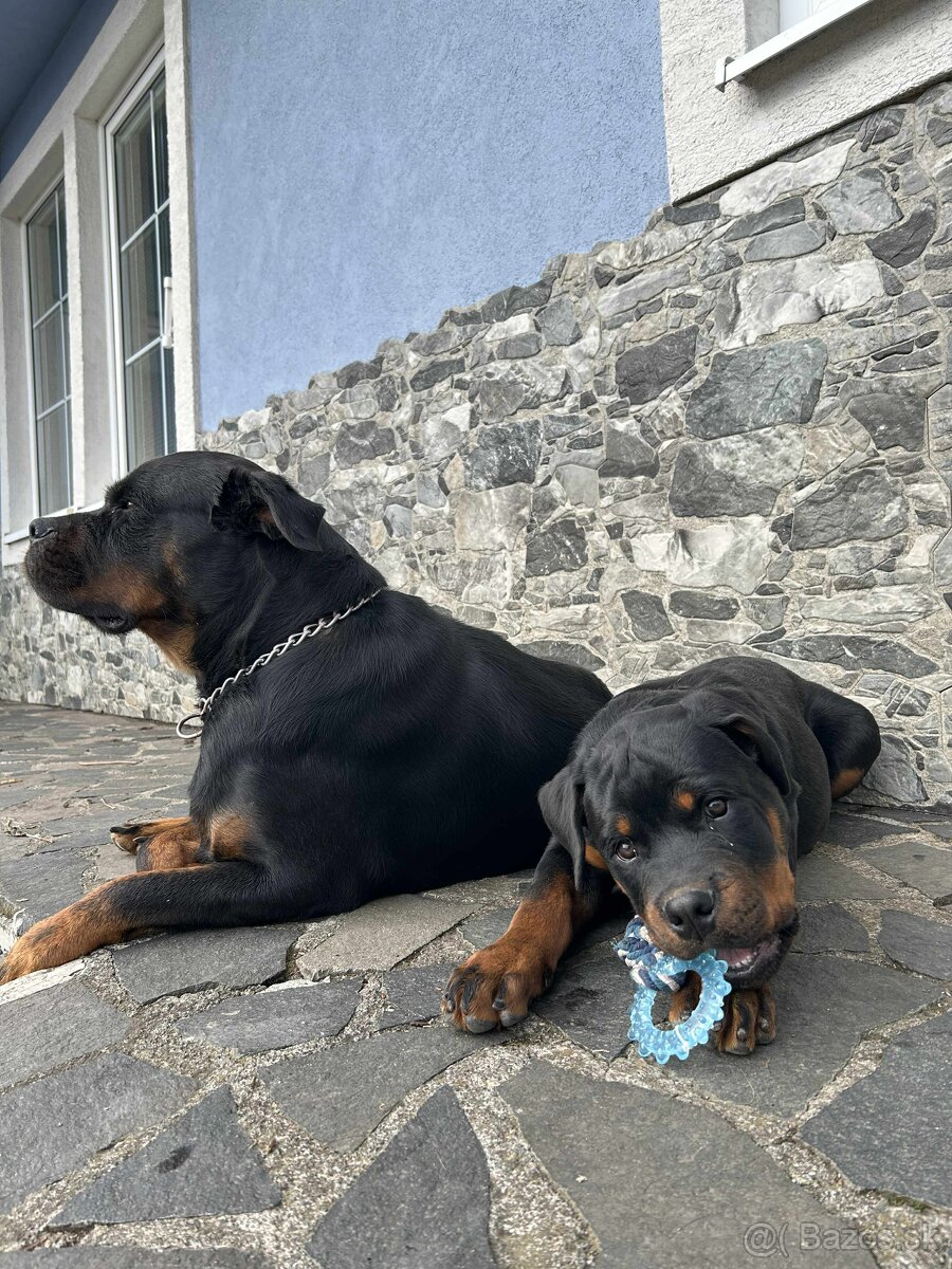 Šteniatko Rottweilera s PP na predaj 🐾 - 2