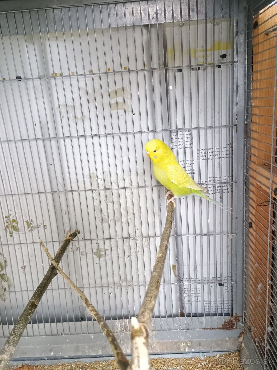 Predám mladé andulky - 2